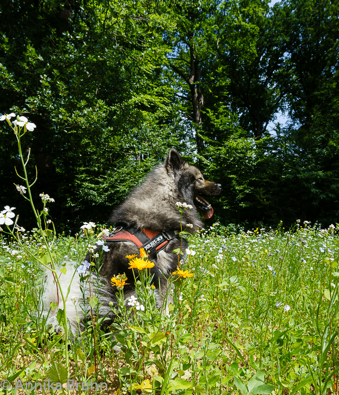 Q  in der Blumenwiese